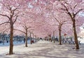 Park with beautiful blooming cherry trees and people