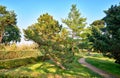 Park with beautiful trees on the beach promenade on the island of Usedom. Baltic Sea in Germany