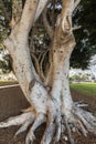 Beautiful trees at the park in Puerto Rico in Gran Canaria, Spain. Royalty Free Stock Photo