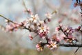 Park with beautiful trees, pink, white blossoms. The street smells of spring and love. Nature wakes up, colors delight the eyes, b