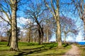 Park with beautiful trees in spring. Fresh green grass and blue sky. Royalty Free Stock Photo