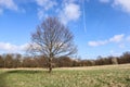 Park with beautiful trees in spring. Fresh green grass and blue sky. Royalty Free Stock Photo