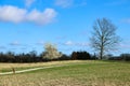 Park with beautiful trees in spring. Fresh green grass and blue sky. Royalty Free Stock Photo