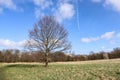 Park with beautiful trees in spring. Fresh green grass and blue sky. Royalty Free Stock Photo