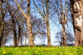 Park with beautiful trees in spring. Fresh green grass and blue sky. Royalty Free Stock Photo