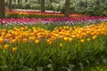 Park with beautiful Dutch tulip fields