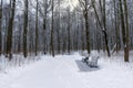Winter alley with park benches covered by heavy snow Royalty Free Stock Photo