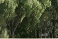 A park bench amongst the Wattle Trees