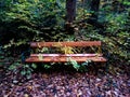 Park bench covered with autumn foliage at path in woodland in gloomy scenery Royalty Free Stock Photo