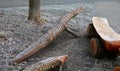 Park bench eye with moving two crocodiles. who will sit on the bench? the branches, slightly modified by a chainsaw, resemble Komo