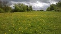 Park bench in field of Buttercups and storm clouds scene Royalty Free Stock Photo