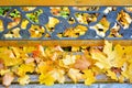 Park bench with iron roses and autumn maple leaves Royalty Free Stock Photo