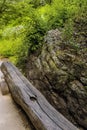 Park bench made of long cut log under shade tree Royalty Free Stock Photo