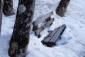 Park bench made of wood between tree trunks covered with dirty