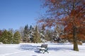 Park bench in a park and trees around are covered with ice and snow after a snowstorm Royalty Free Stock Photo