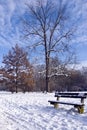 Peaceful winter park with snow, wintery tree and romantic bench Royalty Free Stock Photo