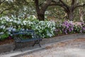 Park Bench Street View Charleston South Carolina Royalty Free Stock Photo