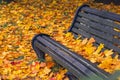 Park bench strewn with autumn yellow maple leaves Royalty Free Stock Photo