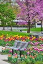Park bench surrounded by stunning tulip garden with cherry tree in peak spring of Fort Wayne, Indiana Royalty Free Stock Photo