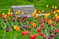 Park bench surrounded by vibrant and colorful spring tulip garden Royalty Free Stock Photo