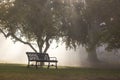 Park bench and tree backlit by morning light and fog Royalty Free Stock Photo