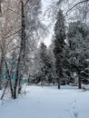 Park bench and trees covered by heavy snow. Lots of snow. Sunset. Snow-covered trees and benches in the city park, Russia, Siberia Royalty Free Stock Photo