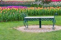 Park Bench in Tulip Flower Garden