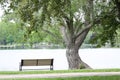 Park Bench and Twisted Tree