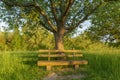 Park bench under apple tree Royalty Free Stock Photo
