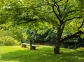 Park bench under flowering dogwood tree Royalty Free Stock Photo