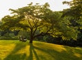 Park bench under flowering dogwood tree Royalty Free Stock Photo