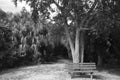 Park bench under a shade tree Royalty Free Stock Photo