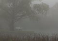 Park bench under a willow tree on a foggy morning Royalty Free Stock Photo