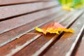 A park bench on which lies a yellow and red maple leaf. Autumn yellowed sheet ice on a wooden bench. Close up macro Royalty Free Stock Photo