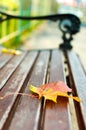 A park bench on which lies a yellow and red maple leaf. Autumn yellowed sheet ice on a wooden bench. Close up macro Royalty Free Stock Photo