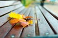A park bench on which lies a yellow and red maple leaf. Autumn yellowed sheet ice on a wooden bench. Close up macro Royalty Free Stock Photo