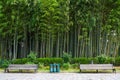 Park with benches, on a background the bamboo forest. Bamboo forest