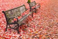 Park Benches in the Fall Royalty Free Stock Photo