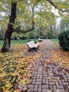 park benches fall under the leaffall Royalty Free Stock Photo