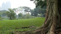 a park with big trees and green grass with a cloudy sky in the afternoon. Royalty Free Stock Photo