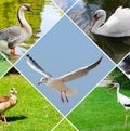Park birds: black stork, goose, swan, seagull,duck. Collage Royalty Free Stock Photo