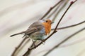 European Robin, Erithacus rubecula, Robin, Birds Royalty Free Stock Photo