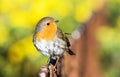 European Robin, Erithacus rubecula, Robin, Birds Royalty Free Stock Photo