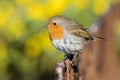 European Robin, Erithacus rubecula, Robin, Birds Royalty Free Stock Photo