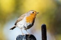 European Robin, Erithacus rubecula, Robin, Birds Royalty Free Stock Photo