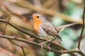 European Robin, Erithacus rubecula, Robin, Birds Royalty Free Stock Photo