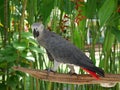 Park of birds and reptiles in Bali, grey parrot