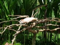 Park of birds and reptiles in Bali, parrot ara