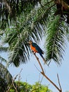 Park of birds and reptiles in Bali, parrot ara