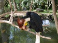 Park of birds and reptiles in Bali, toucan